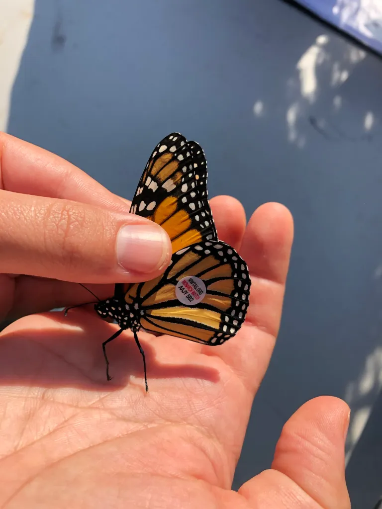 Soil and Water Conservation District – Milkweed Pod Collection